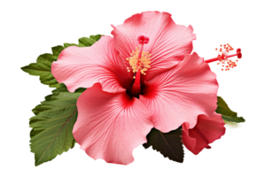 AI generated Hibiscus with Transparent Background. png