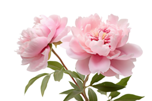 AI generated Peony with Transparent Background. png