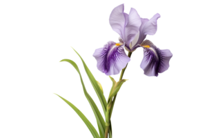 AI generated Iris with Transparent Background. png