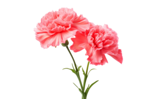 AI generated Carnation with a Transparent Background. png