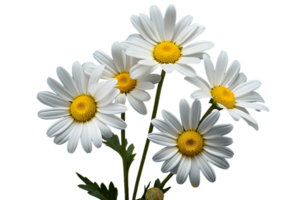 AI generated Daisy with a Transparent Background. png