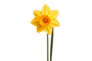 AI generated Daffodil on a Transparent Background. png