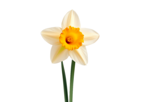 AI generated Daffodil on a Transparent Background. png
