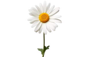 AI generated Daisy with a Transparent Background. png