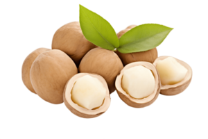 AI generated Macadamia Nut on Transparent Background. AI png