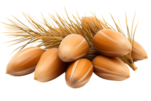 AI generated Pine Nut on Transparent Background. AI png