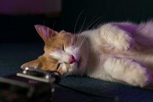 Cute white-red kitten sleeping photo