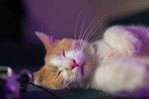 linda blanco rojo gatito dormido foto