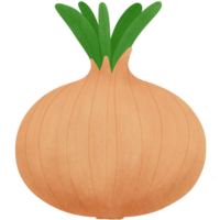 an onion on a transparent background png