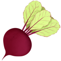 beet on transparent background png