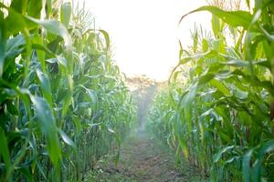 Green Corn field with sunlight in morning day, young corn tree for graphic desing, poster, banner photo