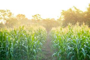 Green Corn field with sunlight in morning day, young corn tree for graphic desing, poster, banner photo