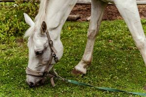 A beautiful white horse grazes peacefully in a bright green pasture photo