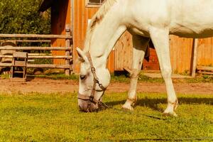 White Horse Grazing Serenely in a Lush Summer Meadow by the Farm photo