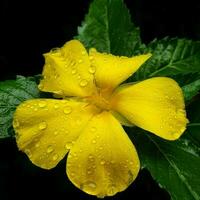 Yellow Flower Blossoming in the Rain photo