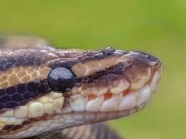 Close-up of Snake - Wildlife with Warning Sign photo