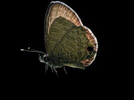 Close-up of a Butterfly Wing on a Black Background photo