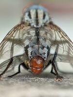 de cerca de un insectos ojo en macro fotografía foto