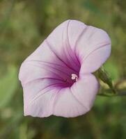 delicado floreciente flor en vibrante rosado y púrpura foto