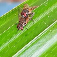 de cerca de un salvaje insecto en naturaleza foto