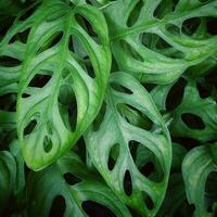 Close-up of Fresh Green Organic Vegetable Leaf photo