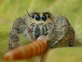 de cerca de ojos saltones parecido a un insecto criatura en naturaleza foto