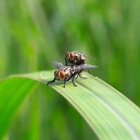 Beautiful Close Up View of Insects Flying on Macro Plants photo