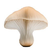 AI generated Mushroom isolated on transparent background png