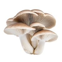 ai généré huître champignons isolé sur transparent Contexte png