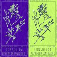 Vector drawings CONSOLIDA. Hand drawn illustration. Latin name DELPHINIUM CONSOLIDA L.