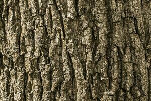 Vector illustration of Acer tataricum bark texture or background.