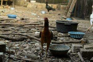 black hen standing front of rooster and looking for food on house backyard. photo