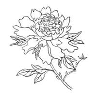 Line Drawn Flower With Leaves vector