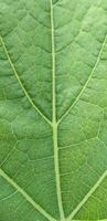 a close up of a green raw leaf leaf photography, leaf,  photography, background, photo