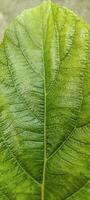 a close up of a green raw leaf leaf photography, leaf,  photography, background, photo