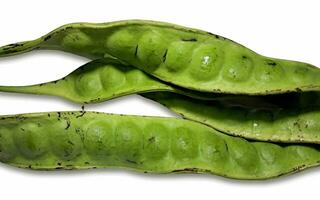 ripe petai fruit isolated on white photo