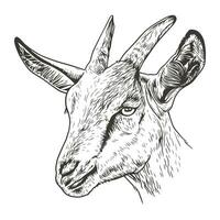 Goat head sketch engraving vector illustration. Scratch board style imitation. Black and white hand drawn image.