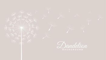 dandelion tea leaves flying seeds background vector