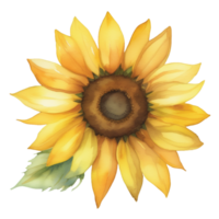Sonnenblume Aquarell Illustration Clip Art png
