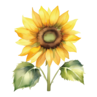 girasole acquerello illustrazione clipart png