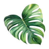 monstera hoja acuarela ilustración clipart png