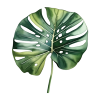 monstera blad vattenfärg illustration ClipArt png