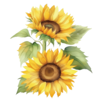 girasol acuarela ilustración clipart png