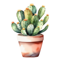 cactus pianta acquerello illustrazione clipart png