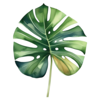 monstera hoja acuarela ilustración clipart png