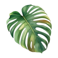 Monstera foglia acquerello illustrazione clipart png