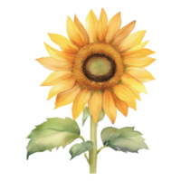 Sunflower Watercolor Illustration Clipart png
