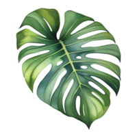 Monstera foglia acquerello illustrazione clipart png