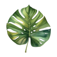 Monstera Leaf Watercolor Illustration Clipart png