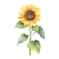 Sunflower Watercolor Illustration Clipart png